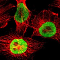 AUF1 Antibody, Novus Biologicals:Antibodies:Primary Antibodies